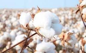 cotton field